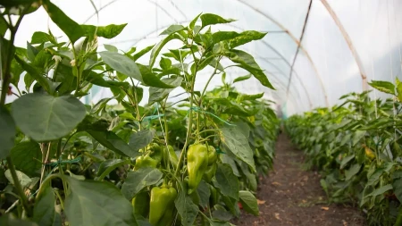 Nemačka metoda sadnje paprika: Zaboravite na naporno kopanje i plevljenje, a prinos će biti duplo veći i bolji