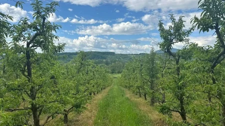 Posle tri godine konačno biće nektarina: U Nenadovom voćnjaku stanje bolje nego lani, ali borba ipak predstoji 