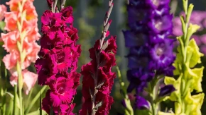 Kako se koristi pivo za brži rast gladiola? Baštovani godinama koriste ovaj trik da budu raskošne i lepe