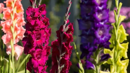 Kako se koristi pivo za brži rast gladiola? Baštovani godinama koriste ovaj trik da budu raskošne i lepe