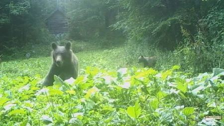 Za 6.000 dinara možete iz "čeke" da posmatrate medveda na Tari, ako se ne pojavi - pola para dobijate nazad: Srpska planina je dom ovih divljih zveri, čini se sve da se oni prate i zaštite