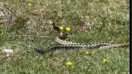 Ako u dvorištu vidite baš ovakvu rupu, verovatno se tu uvukla zmija: Svaka ima ovu 1 karakteristiku, ovo uradite!