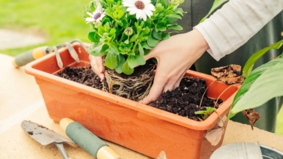 Pet znakova da treba da presadite biljku u veću saksiju, ovo je ključno za bujan rast