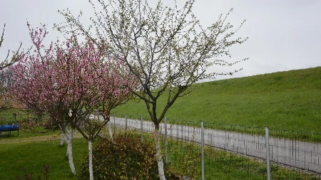 10 najboljeg brzorastućeg voća: Ovo svaki voćnjak treba da ima