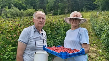 Nema odmora dok traje berba: Nevenka i Gojko iako gaze osmu deceniju najvredniji su u svom malinjaku, imaju preko 4.000 sadnica
