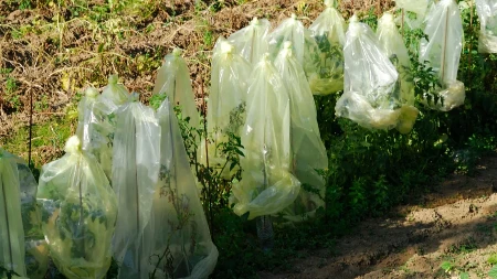 Svi su se čudili kada sam obmotala biljke folijom: Danas imam najzeleniju baštu u naselju
