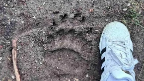 Zastrašujući otisci u selu kod Požege: Meštani Zaselja u strahu od medveda - danima upada na imanja i kolje stoku 
