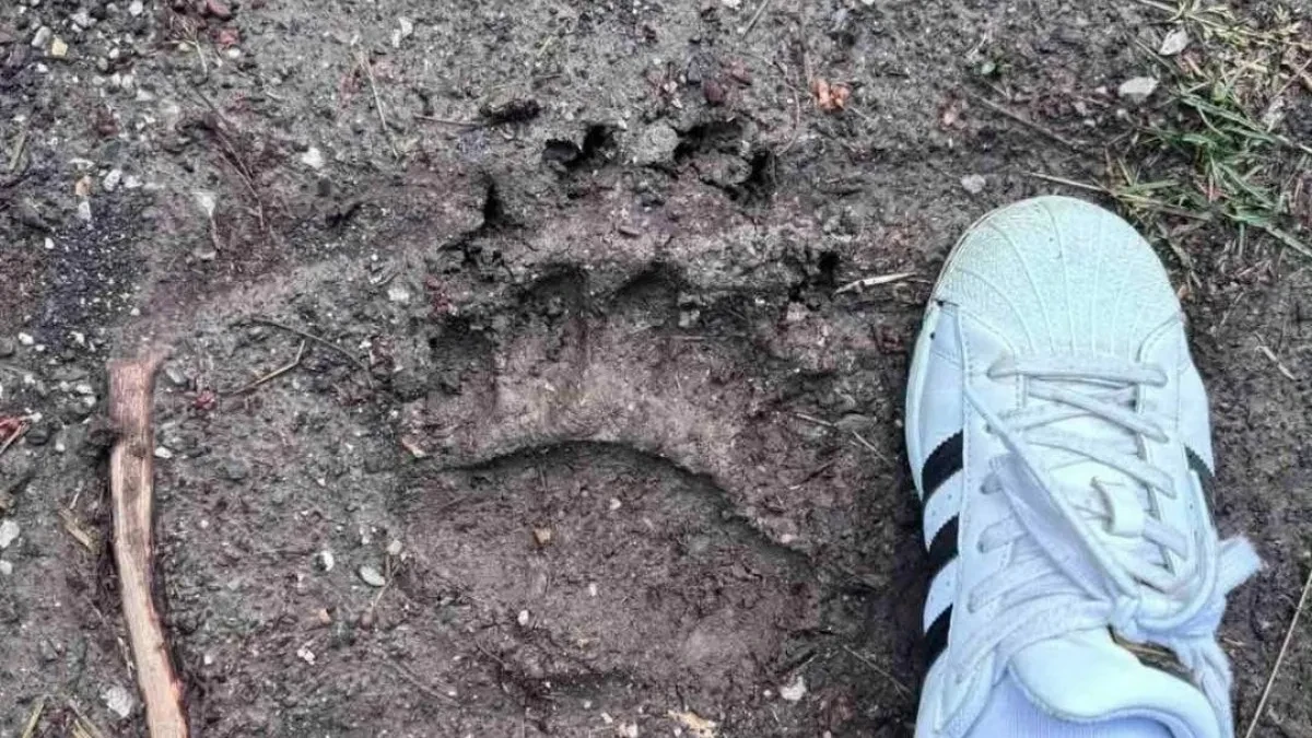 Zastrašujući otisci u selu kod Požege: Meštani Zaselja u strahu od medveda - danima upada na imanja i kolje stoku 