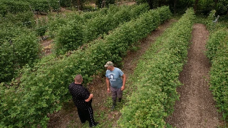 Najmanje 600 dinara očekujemo za kilogram: Malinar Mileta sprema se za berbu malina - radnici mahom stižu iz inostranstva jer domaći traže visoke dnevnice? 