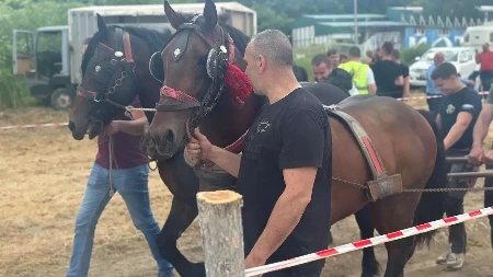 Preko 100 konja iz svih delova Srbije stiglo u ovo dragačevsko selo: Štraparijada u Kotraži dokazala - stari običaji i tradicija još se čuvaju