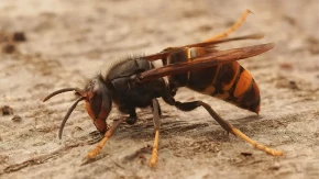 5 bijaka od kojih beže ose i stršljenovi: Njihov miris ne podnose, evo kako da postignete najbolji efekat
