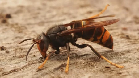 5 bijaka od kojih beže ose i stršljenovi: Njihov miris ne podnose, evo kako da postignete najbolji efekat