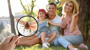 Kako da se zaštitite od krpelja i kako ga izvaditi bezbedno