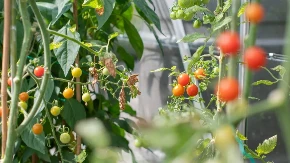 Pogledajte peteljku: Ovaj detalj otkriva da li je paradajz pravi domaći ili nakljukan hemijom