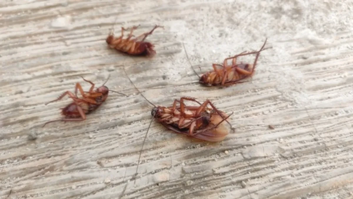 Kako se rešiti bubašvaba u kući? 4 načina koja sigurno deluju