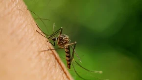 Napravite sami svoj sprej protiv komaraca, koji vas može zaštititi od dosadnih krvopija