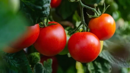Kako oporaviti paradajz koji je sagoreo od suše? Najvažniji korak je pravilno navodnjavanje, ali samo ovakvom vodom