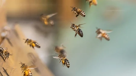 Kako oterati ose? Miris koji ne vole i greška koju svi prave