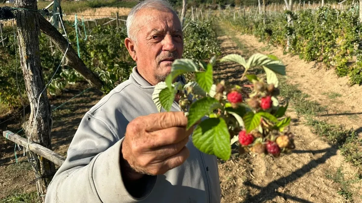 Čudo prirode na padinama Jelice: Malina rodila drugi put na imanju domaćina Periše - ovo mu se nije desilo za 80 godina 