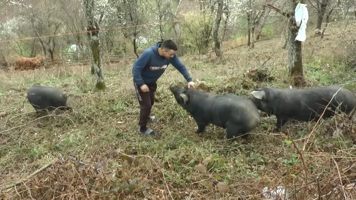 Meni bolja "firma" od sela ne treba: Ovo je mladi Vučić koji ne beži od teških poslova - uzgaja svinje moravke i bere maline, a planira i proširenje proizvodnje 