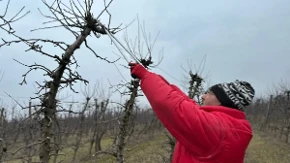 6 biljaka koje nikada ne treba orezivati u septembru: Dobro razmislite pre nego što izvadite makaze